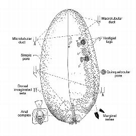   Aclerda sacchari  
 Illustration by McConnell 